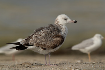 Heuglin's gull juvenile at Busiateen coast, Bahrain 