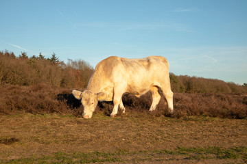 Charolais cow grazes on the moor in the evening sun.