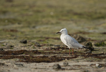 Slender-billed gull, Bahrain 