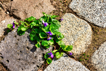 Wild violets between the stones of a pavement; weeds