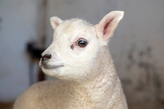 Little adorable lamb, looking innocent and friendly, close up portrait, blurry background.