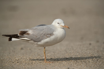 Slender-billed gull at Busaiteen coast, Bahrain