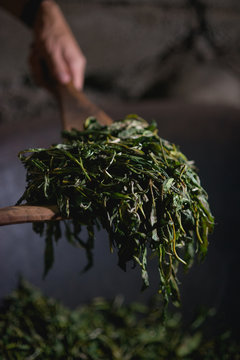Young Karen processing organic tea leafs