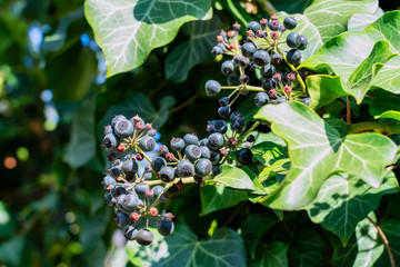 Ivy, Hedera helix is an evergreen climbing plant growing  high where suitable surfaces (trees,...