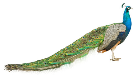 the Beautiful Peacock © AVD