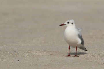 Black headed gull at Busaiteen coast, Bahrain