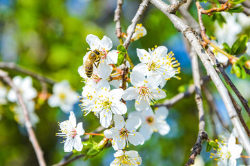 Fototapeta premium Bee on a spring flower collecting pollen and nectar