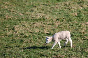 White newborn cute little lamb stand happily in a green meadow in spring.