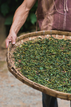 Young Karen processing organic tea leafs