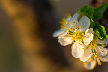 Close up of Plum flowers blooming in spring. Blossom flowers isolated with blurred orange background