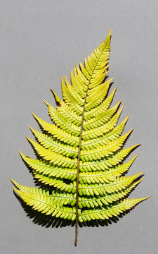 Fern leaf resembling a Christmas tree, on grey paper background