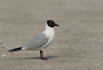 Black headed gull, Bahrain 
