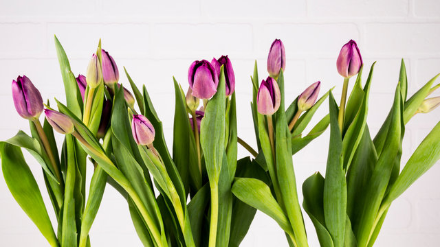 Purple Tulips