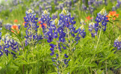 Obraz premium Texas Bluebonnets and Indian Paintbrush flowers 
