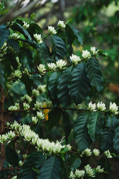 Coffee flower