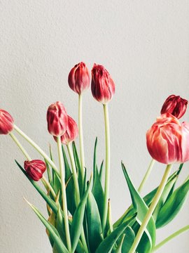 Bouquet of Tulips in a Vase against a White Wall