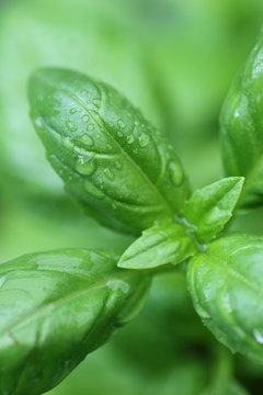 Fresh basil foliage after the rain