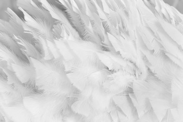 Obraz premium Texture of a white swan feathers