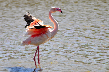 Gros plan sur un flamant rose ailes d&eacute;ploy&eacute;es