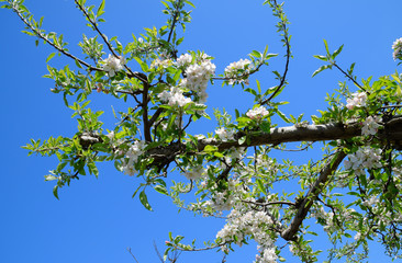 Blooming apple orchard. Adult trees bloom in the apple orchard.