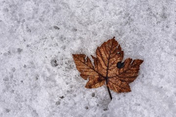 Wallpaper - last year's withered leaf on this year's snow