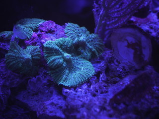 Rhodactis Koralle Meerwasser Aquarium