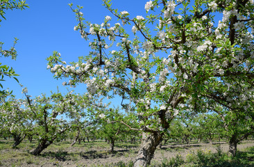 Blooming apple orchard. Adult trees bloom in the apple orchard.