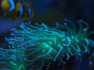 Fototapeta na wymiar Euphyllia glabrescens Koralle Meerwasser