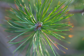 Green spruce branches in defocus on a sunny day in spring. Abstract spruce picture.