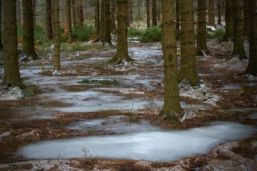 Swamp in winter