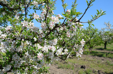 Fototapeta na wymiar Blooming apple orchard. Adult trees bloom in the apple orchard.