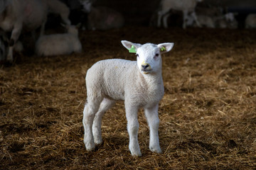 Cute white lamb, iodine on her face, stands in the middle of the stable with straw, full body. © Clara