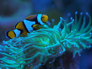 Naklejka na ściany i meble Euphyllia glabrescens Koralle Meerwasser Clownfisch