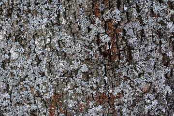 Gray moss on the crust of a tree, texture, background