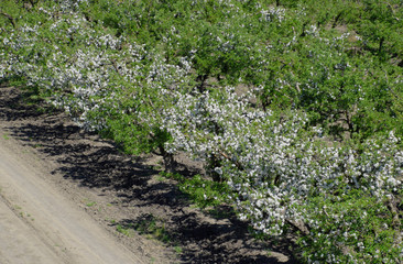 Fototapeta na wymiar Blooming apple orchard. Adult trees bloom in the apple orchard. Fruit garden