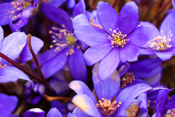 The bright blue colors of the common liver are pleasing to the eye after a long winter.