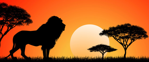 Big african lion. Silhouette of an African lion. Lion on the background of the sun and trees. African wild landscape. Sunset. Wildlife of Africa