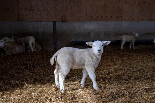 Cute little lamb stands proudly in the middle of the stable with straw looking at the camera, full body.