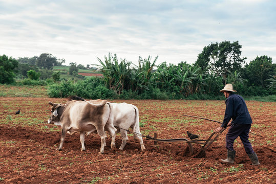 Farmer and Oxen Plow Tobacco Field.