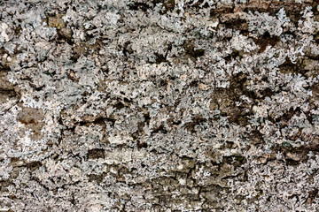Gray moss on the crust of a tree, texture, background