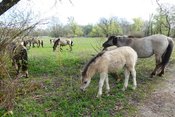 Konik Wildpferde