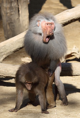 Mantelpavian / Hamadryas Baboon / Papio hamadryas.