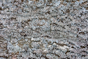 Gray moss on the crust of a tree, texture, background