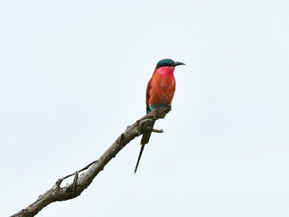 carmine bee-eater against white sky,Kruger national park,South Africa