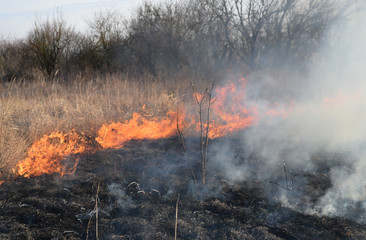 Burning dry grass and reeds. Cleaning the fields and ditches of