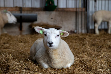Cute little lamb lies quietly  in straw in a stable and looks at the camera, full body.