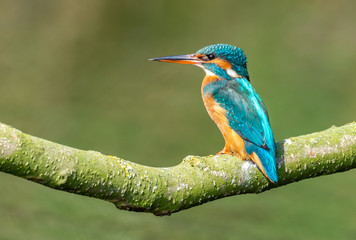 kingfisher (female)