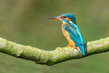 Fototapeta premium kingfisher (female)
