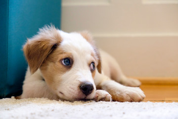Cute puppy