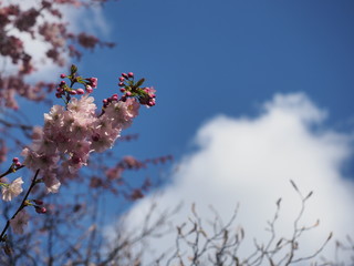 Kirschblüte Himmel Frühling